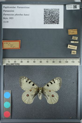 Media type: image;   Entomology 174324